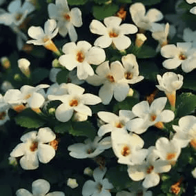 Bacopa monnieri herb ingredient