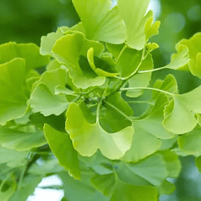 Ginkgo Biloba leaf ingredient