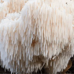 Lion's Mane mushroom ingredient