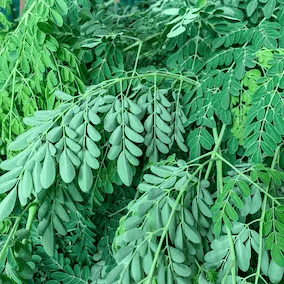 Moringa leaf ingredient