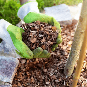 Pine bark extract ingredient